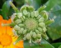 Pot marigold